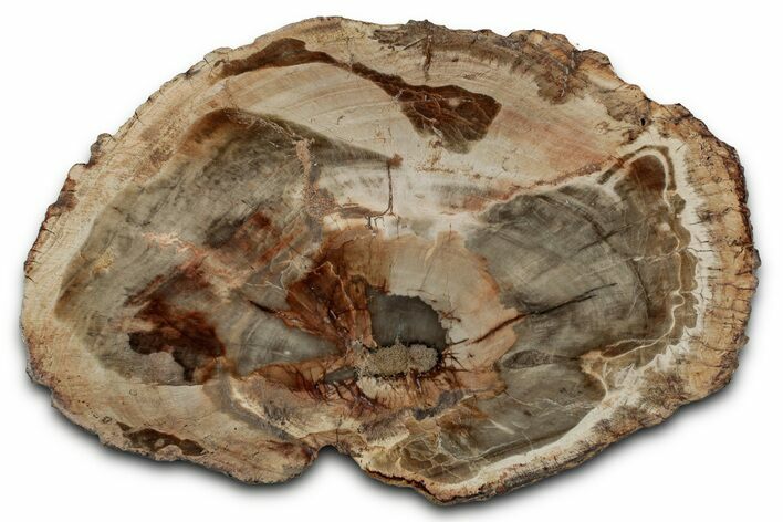 Beautiful Petrified Wood (Araucaria) Slab - Madagascar #355343